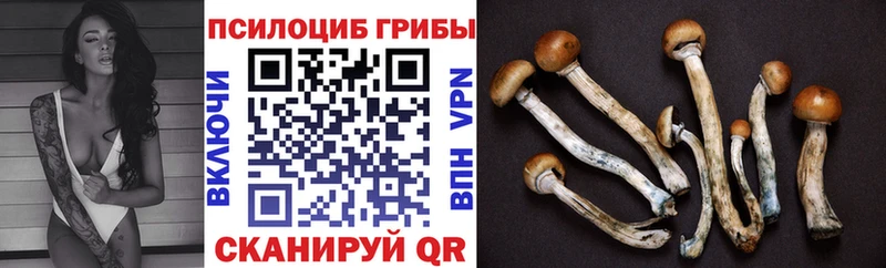 Купить  Борисоглебск  Псилоцибиновые грибы Psilocybine cubensis 